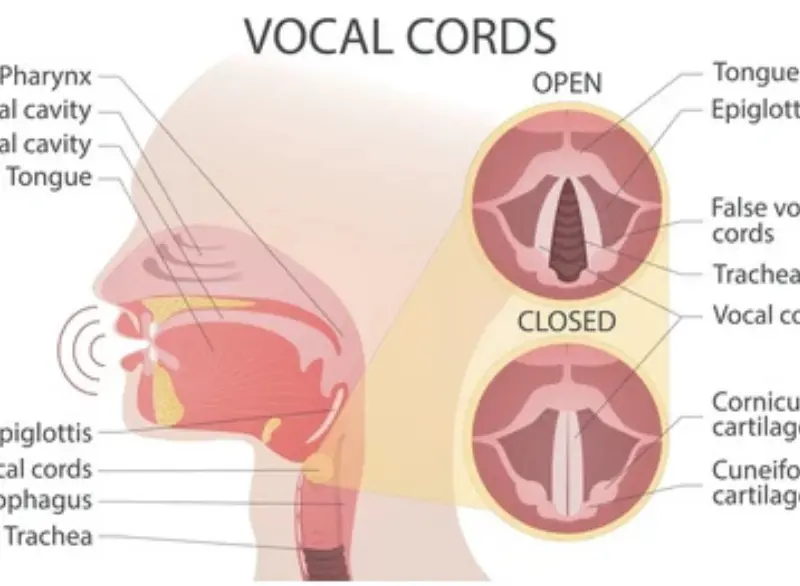 Vocal Cord Step 4