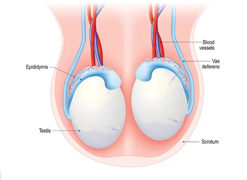 Varicocele Step 2