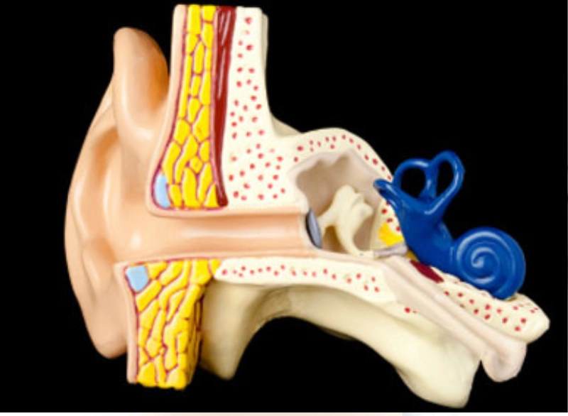 Tympanoplasty Step 4